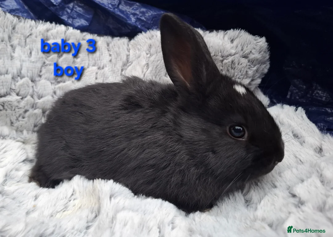 Mixed Breed rabbits for sale: Mix breeds babies. See all photos - Advert 10