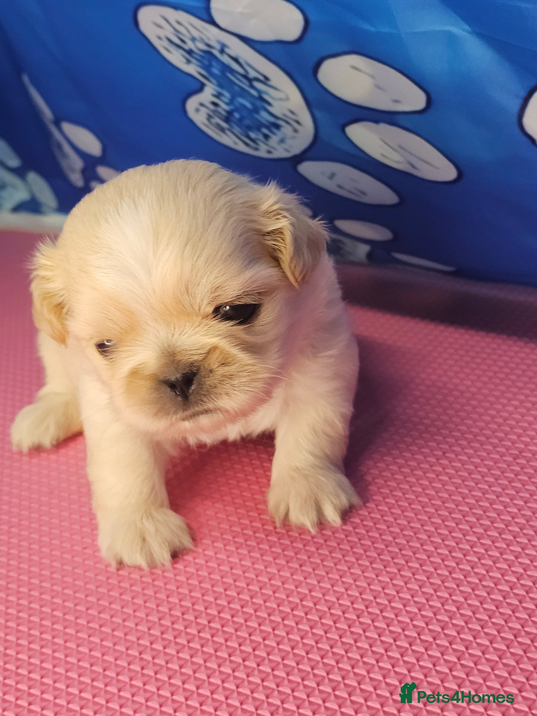 Shih Tzu dogs for sale: Pedigree smallest possible size Shih Tzu - Advert 2