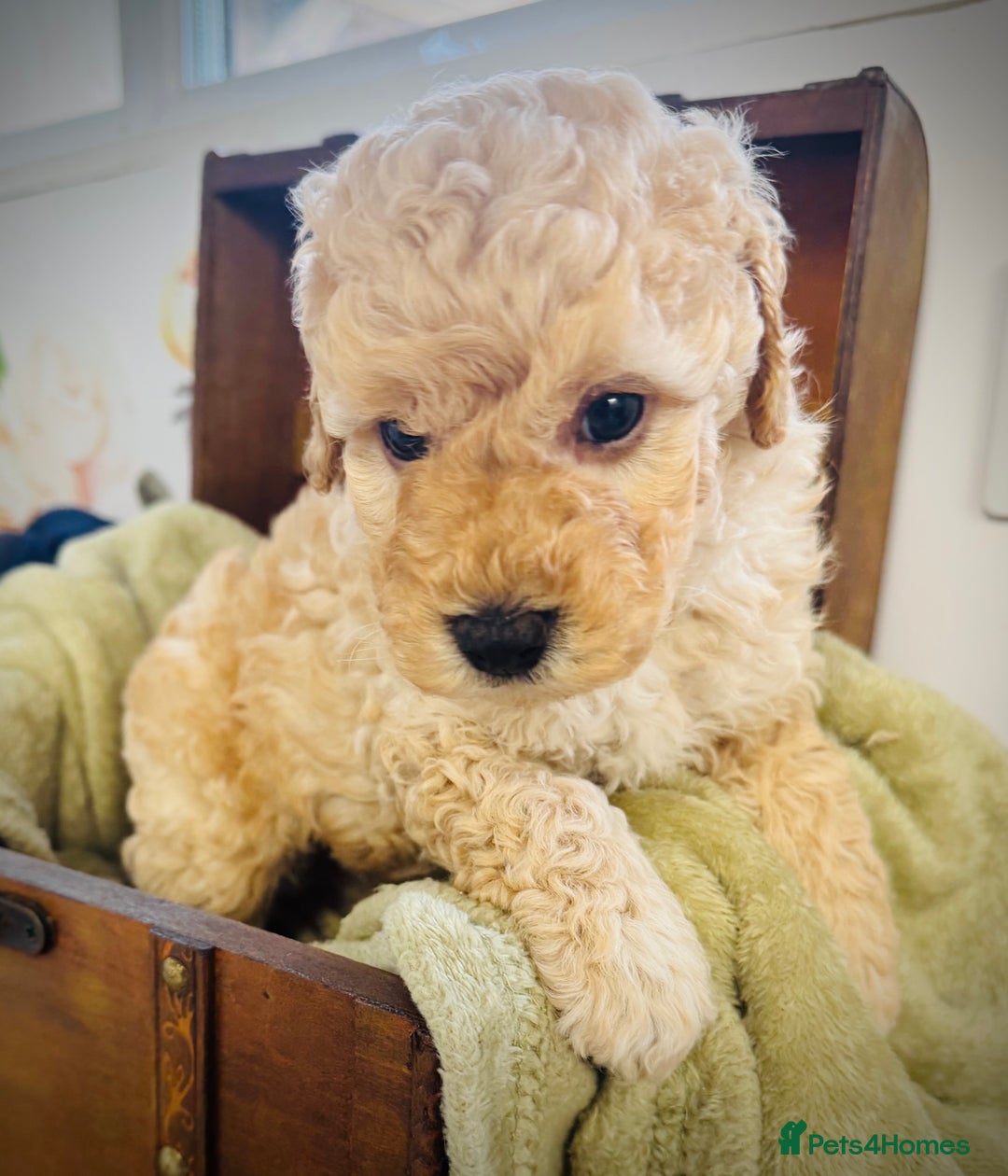Cavapoochon dogs for sale: F1b Cavapoochon  - Image 25