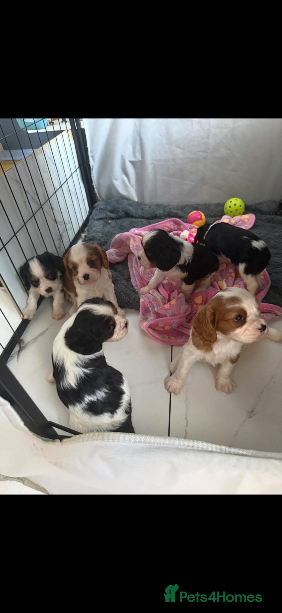 Cavalier King Charles Spaniel dogs 🐶Kc cavalier dna clear puppies 🐶4 boys left - Advert 2