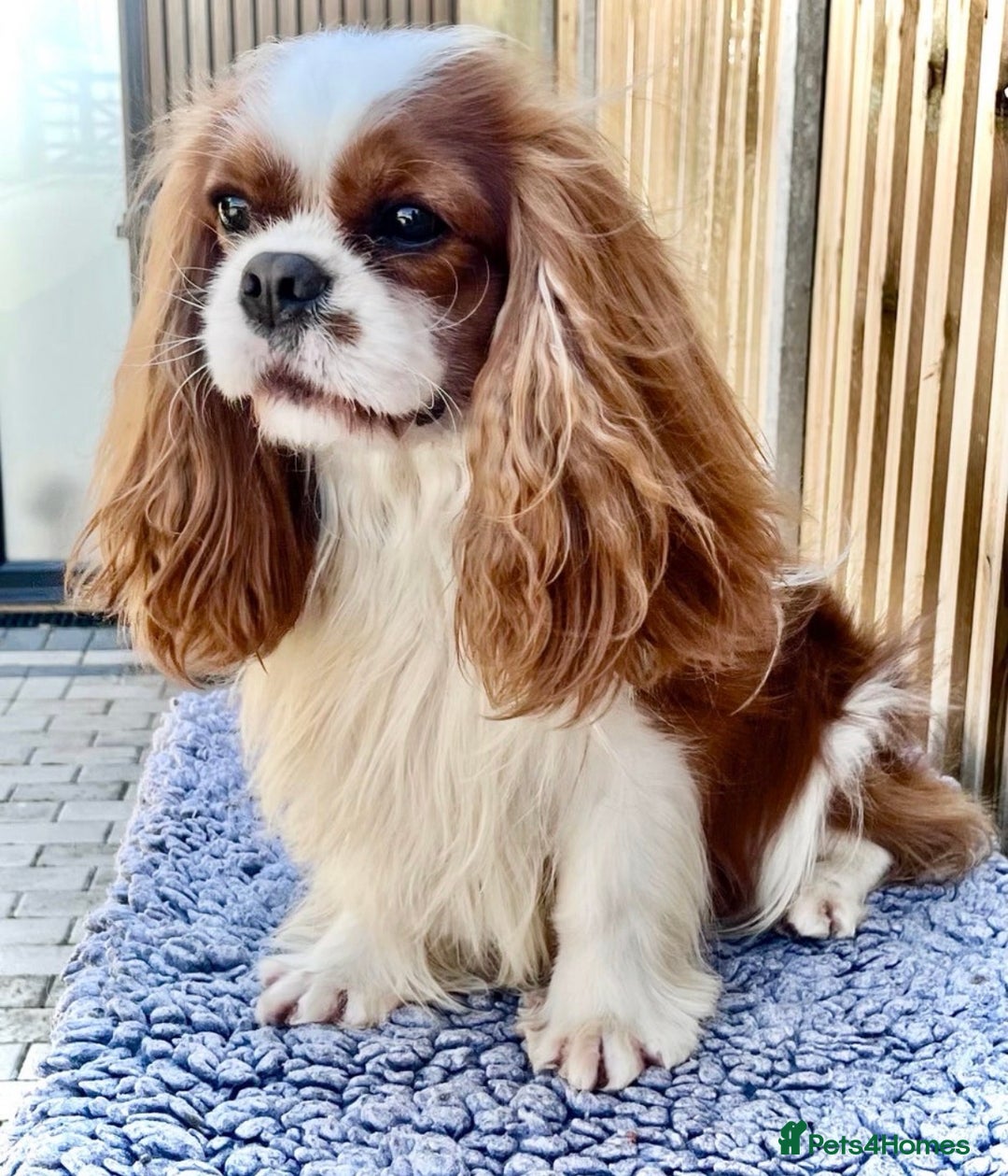 Cavalier King Charles Spaniel dogs for sale: King Charles Cavalier Puppies 5⭐️Breeder Blenheim - Advert 10