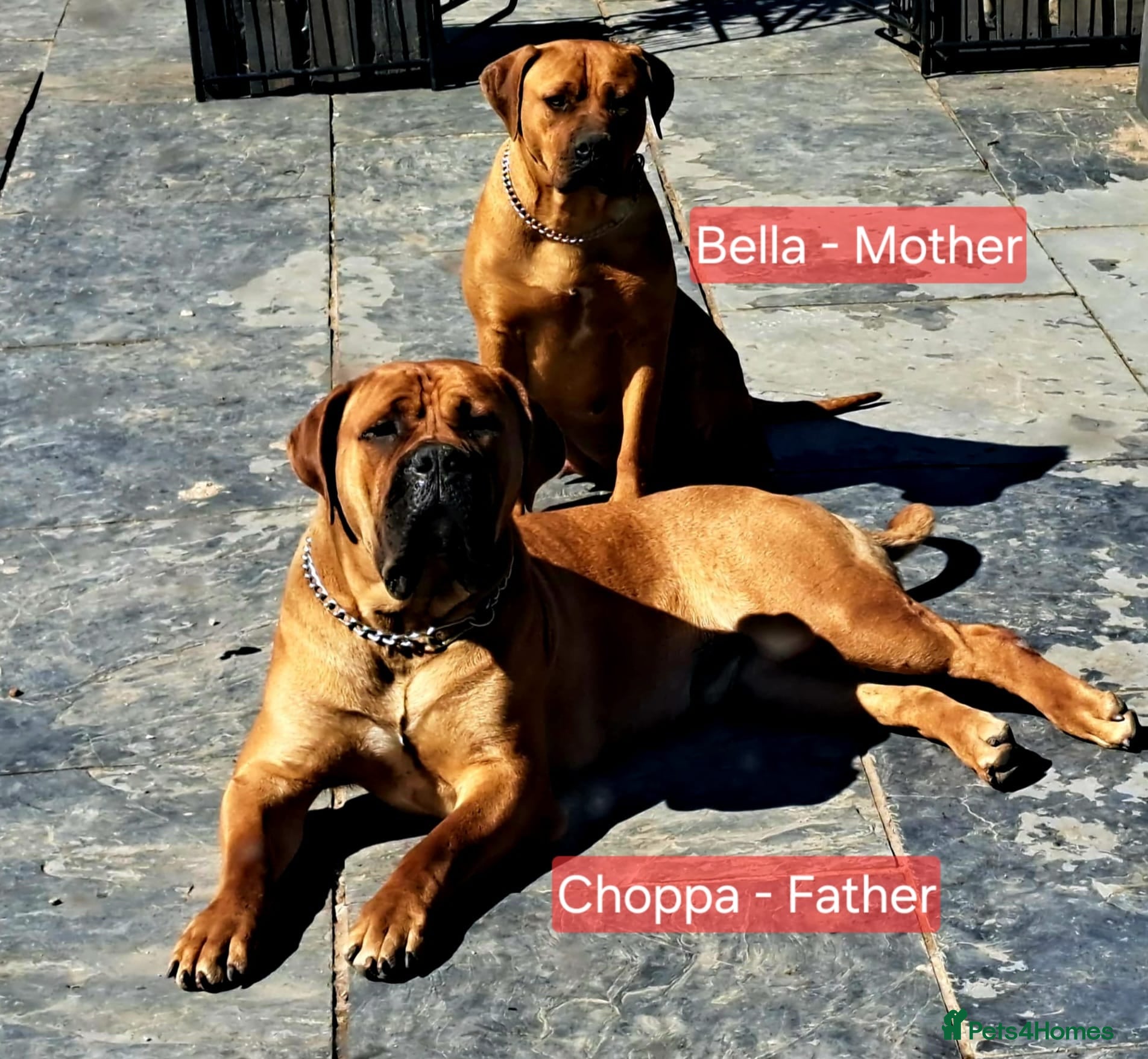 Boerboel dogs Boreboel (Bella) Waiting List August 2026 - Advert 1