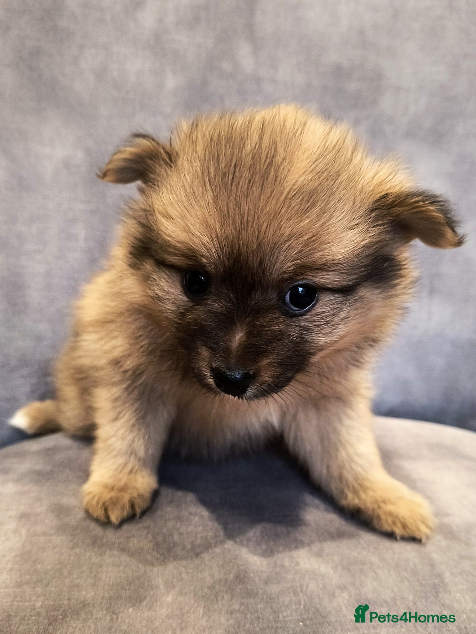 Pomeranian dogs Stunning Home-Reared Pomeranian Puppies - Advert 16