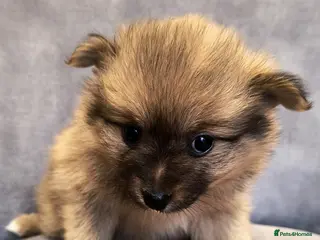 Pomeranian dogs Stunning Home-Reared Pomeranian Puppies - Advert 16