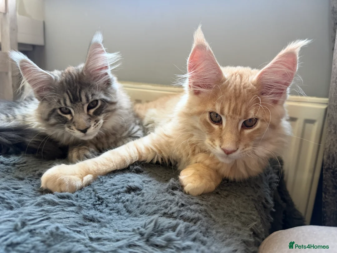 Maine Coon cats for sale: Pure Maine Coon Kittens GCCF reg.   - Advert 2