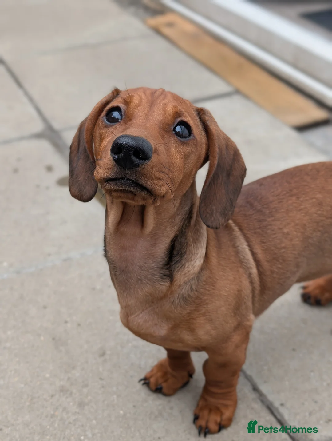 Mixed Breed dogs for sale: Dachshund x pug beautiful girl left - Advert 1
