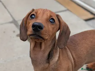 Mixed Breed dogs Dachshund x pug beautiful girl left - Advert 4