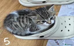 British Shorthair cats for sale: Adorable Fluffy 5x Shorthair Kittens *urgent sale - Image 7