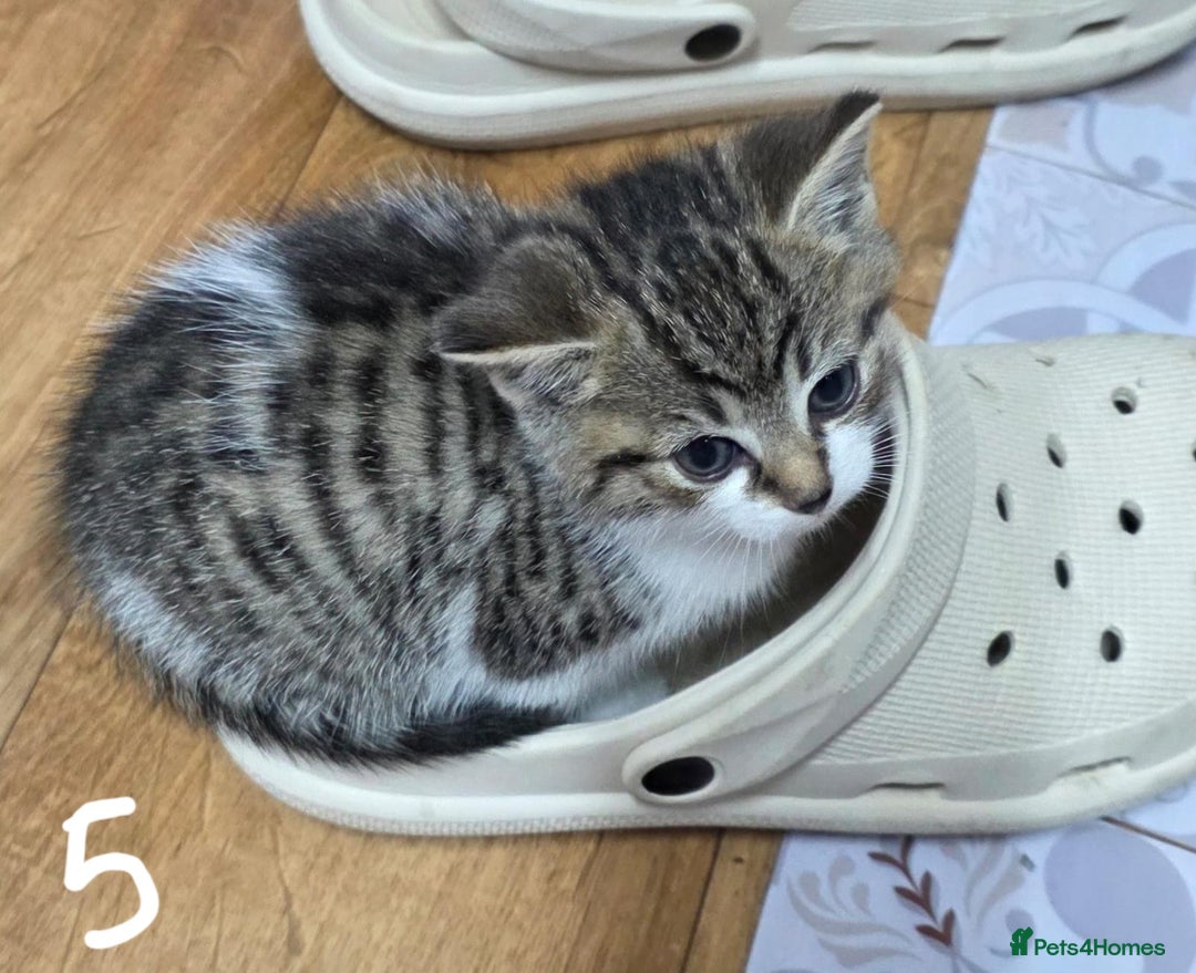 British Shorthair cats for sale: Adorable Fluffy 5x Shorthair Kittens *urgent sale - Image 7