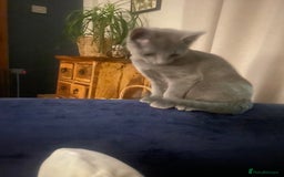 Russian Blue cats for sale: 5 Pure Pedigree Russian Blue Kittens *LAST MALE* - Image 22