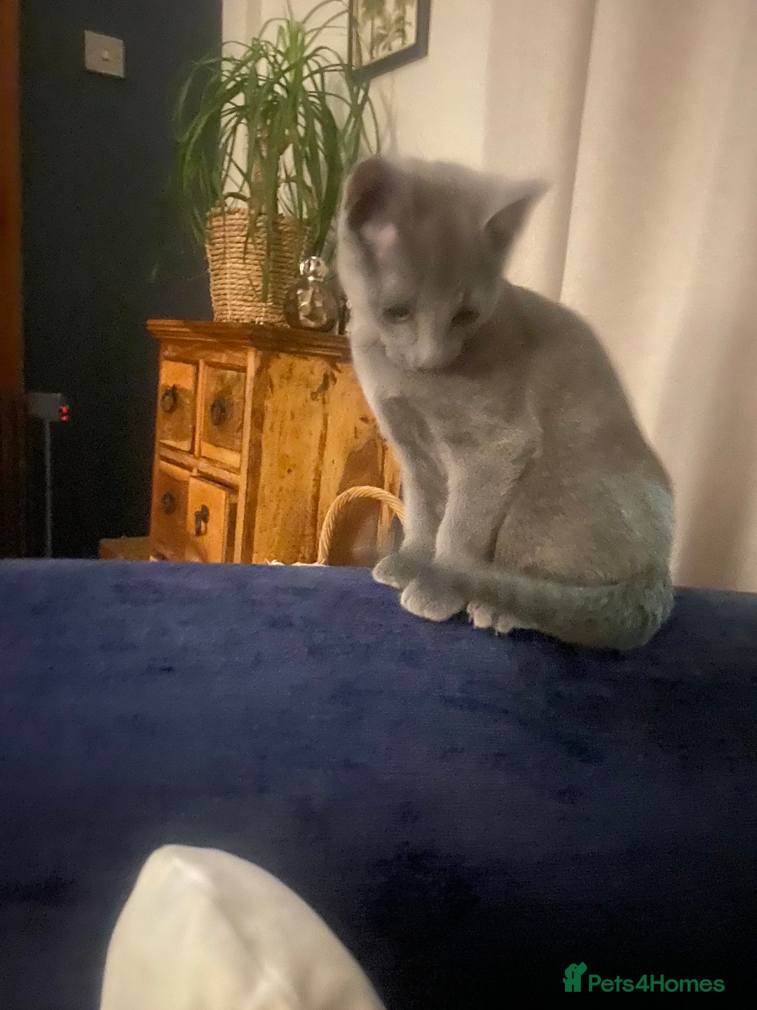 Russian Blue cats for sale: 5 Pure Pedigree Russian Blue Kittens *LAST MALE* - Image 22