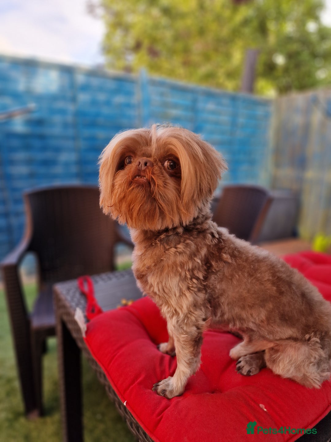 Shih Tzu dogs for stud: Rare Lilac Imperial Shih Tzu - Image 1