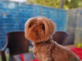 Shih Tzu dogs Rare Lilac Imperial Shih Tzu - Advert 2