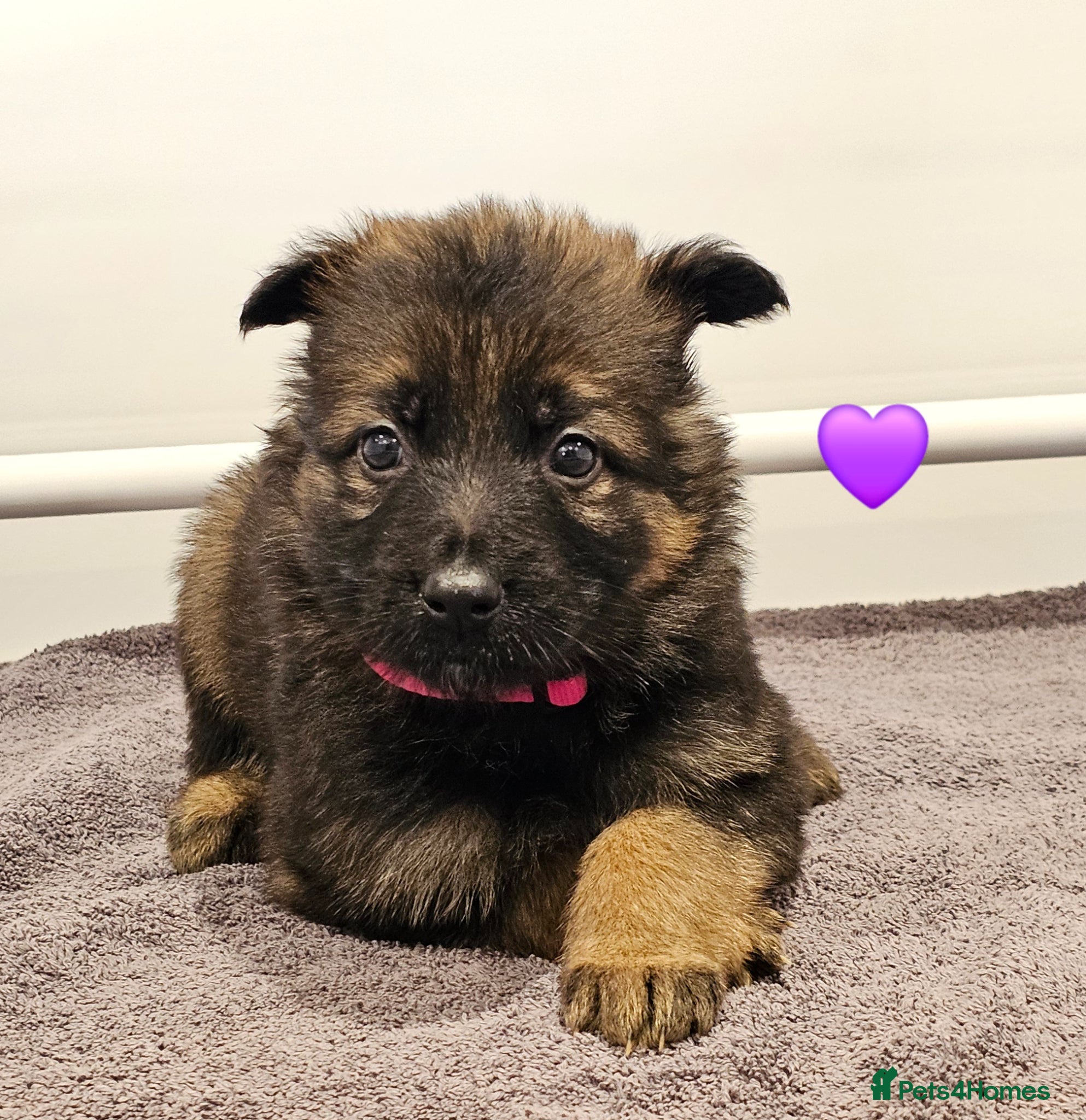 German Shepherd dogs Kc registered - pedigree - German Shepard puppies  - Advert 2