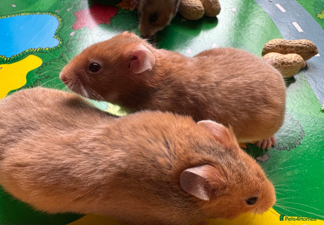 Hamster rodents for sale: Beautiful, pedigree Syrian hamster babies in High Wycombe - Image 5
