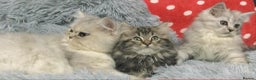 Persian cats for sale: Persian kittens - Advert 3