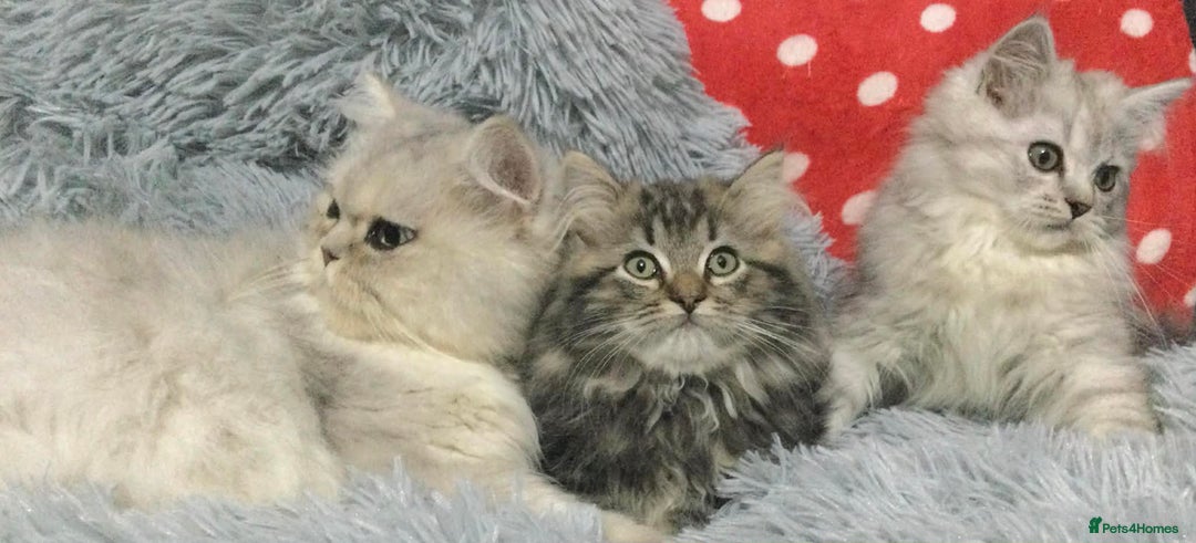 Persian cats for sale: Persian kittens - Advert 3