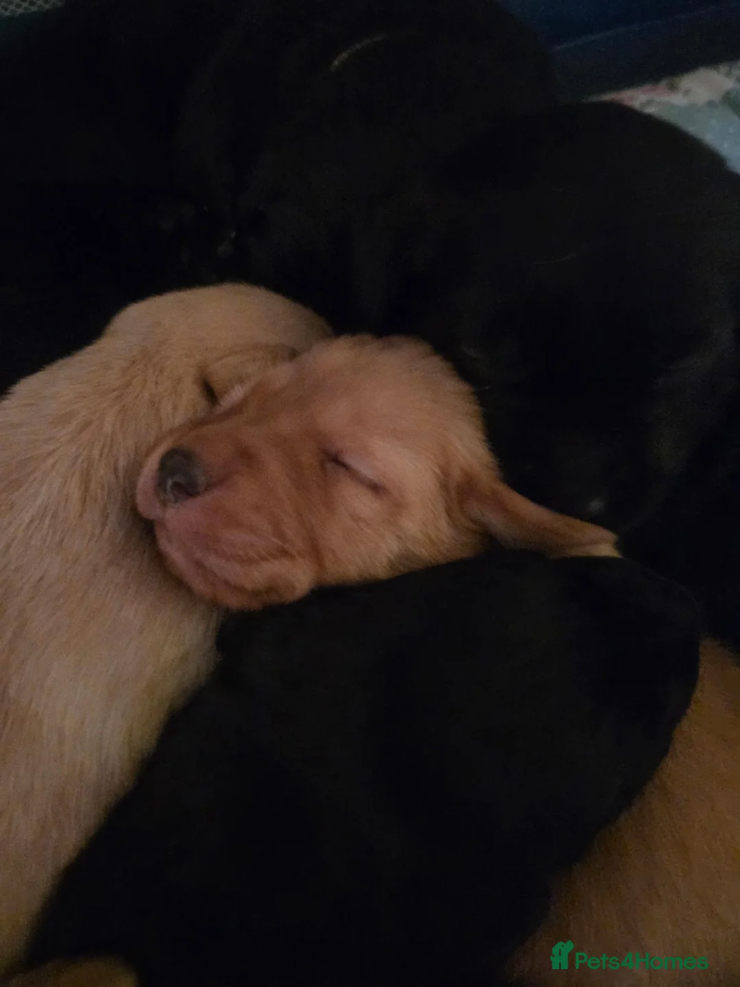 Labrador Retriever dogs for sale: Labrador puppy's  - Advert 13