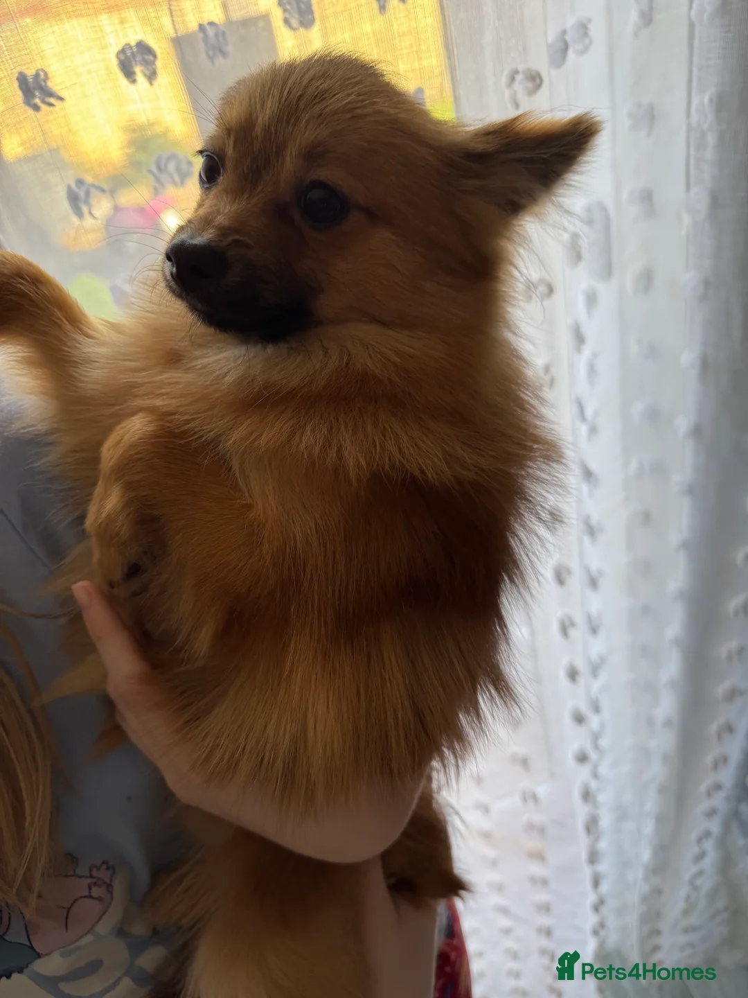 Pomeranian dogs for sale: 7 month old Pomeranian in Chepstow - Advert 1