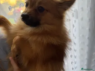 Pomeranian dogs 7 month old Pomeranian - Advert 11