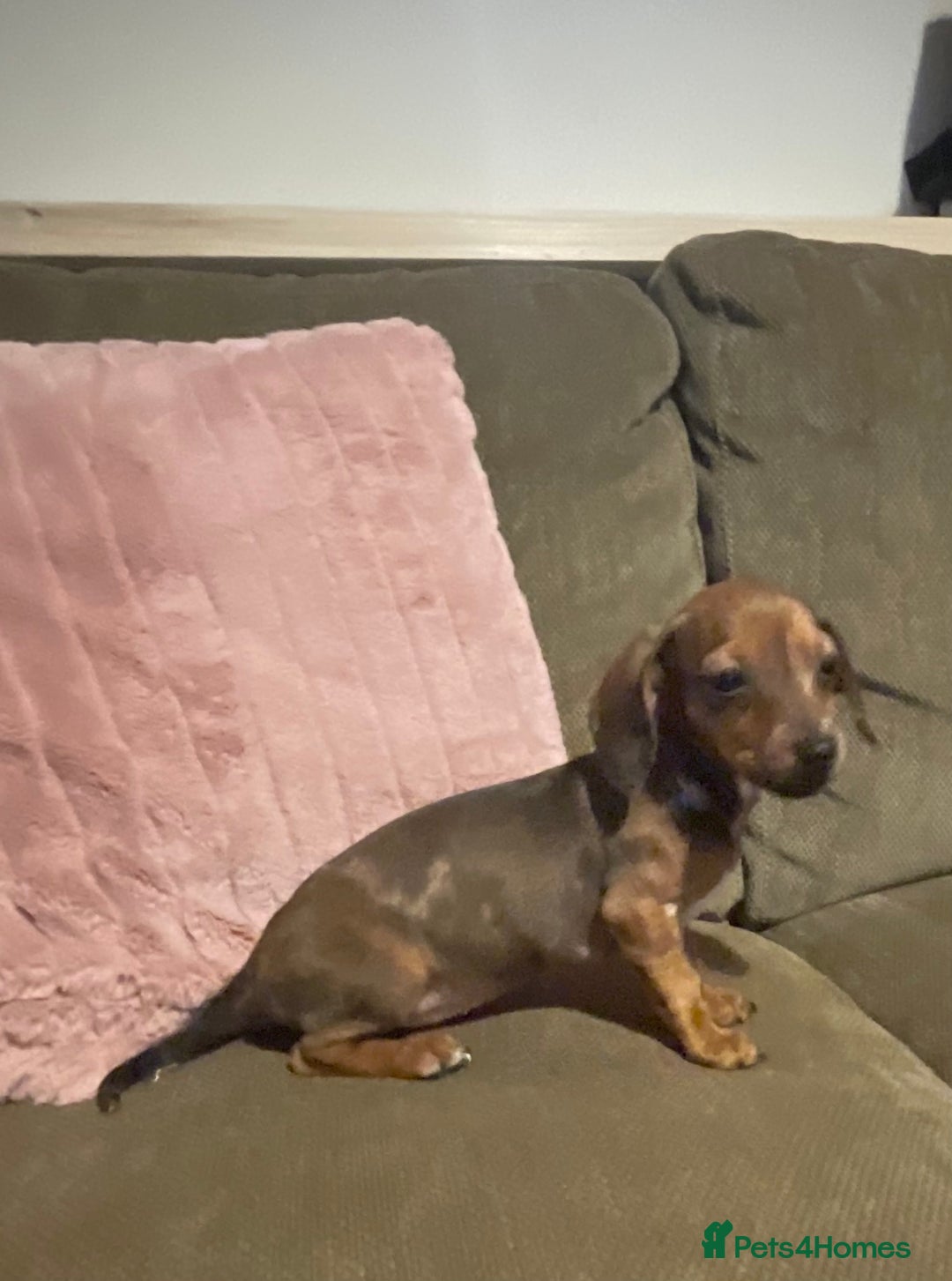 Miniature Dachshund dogs for sale: Miniature dachshunds  - Advert 6
