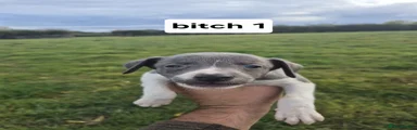 Whippet 4
