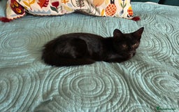 Bombay cats for sale: Black kitten female looking for loving home - Image 4