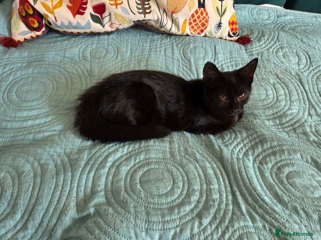 Bombay cats for sale: Black kitten female looking for loving home - Image 4