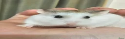 Hamster rodents for sale: 2 hamsters with seperate enclosures in Nelson - Advert 4