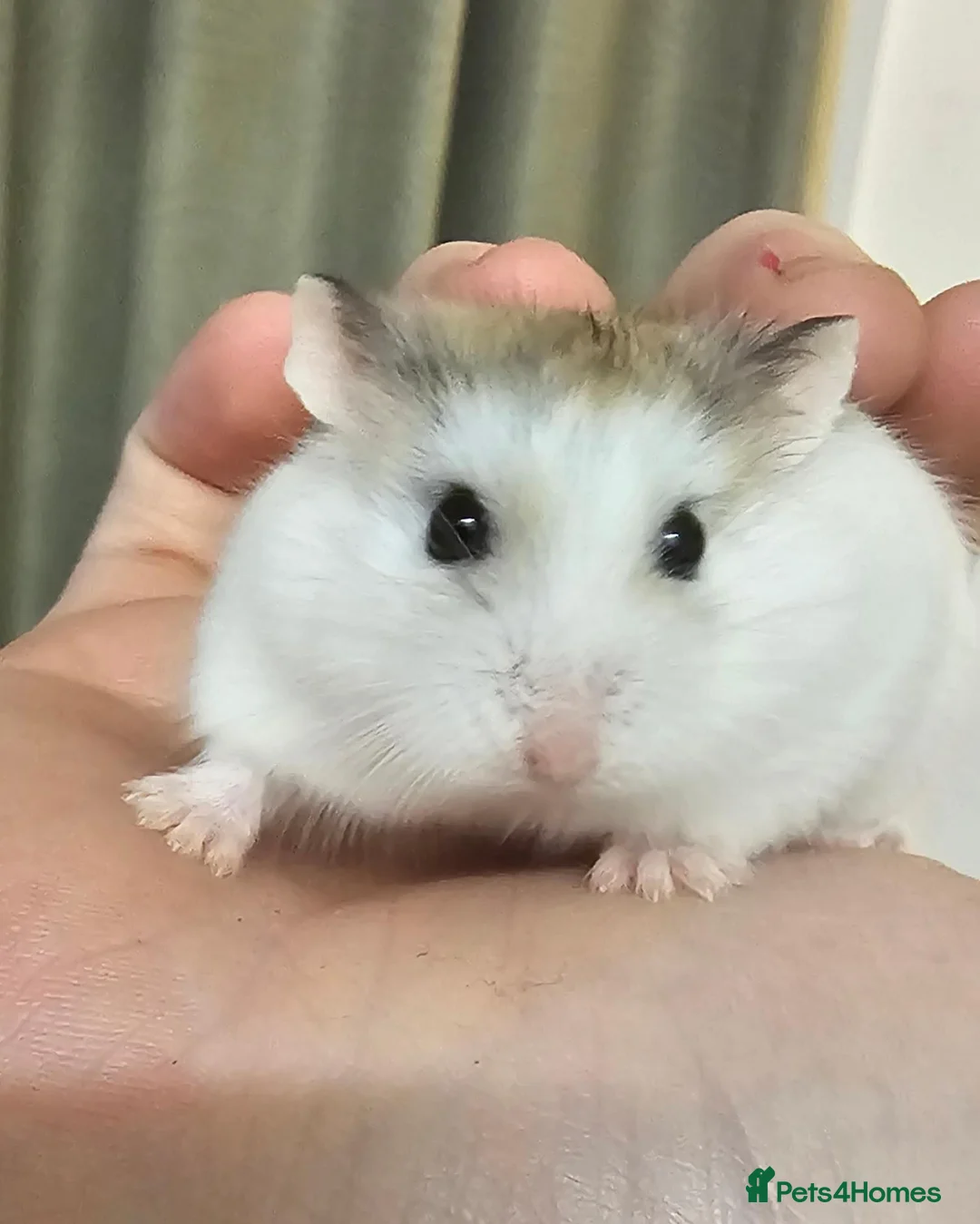 Hamster rodents for sale: 2 hamsters with seperate enclosures in Nelson - Advert 4