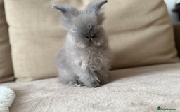 Lionhead rabbits for sale: Lionhead bunnies  - Image 7