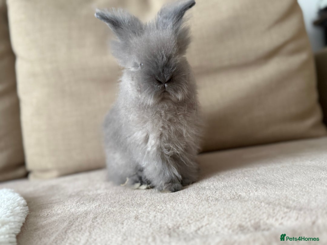Lionhead rabbits for sale: Lionhead bunnies  - Image 7