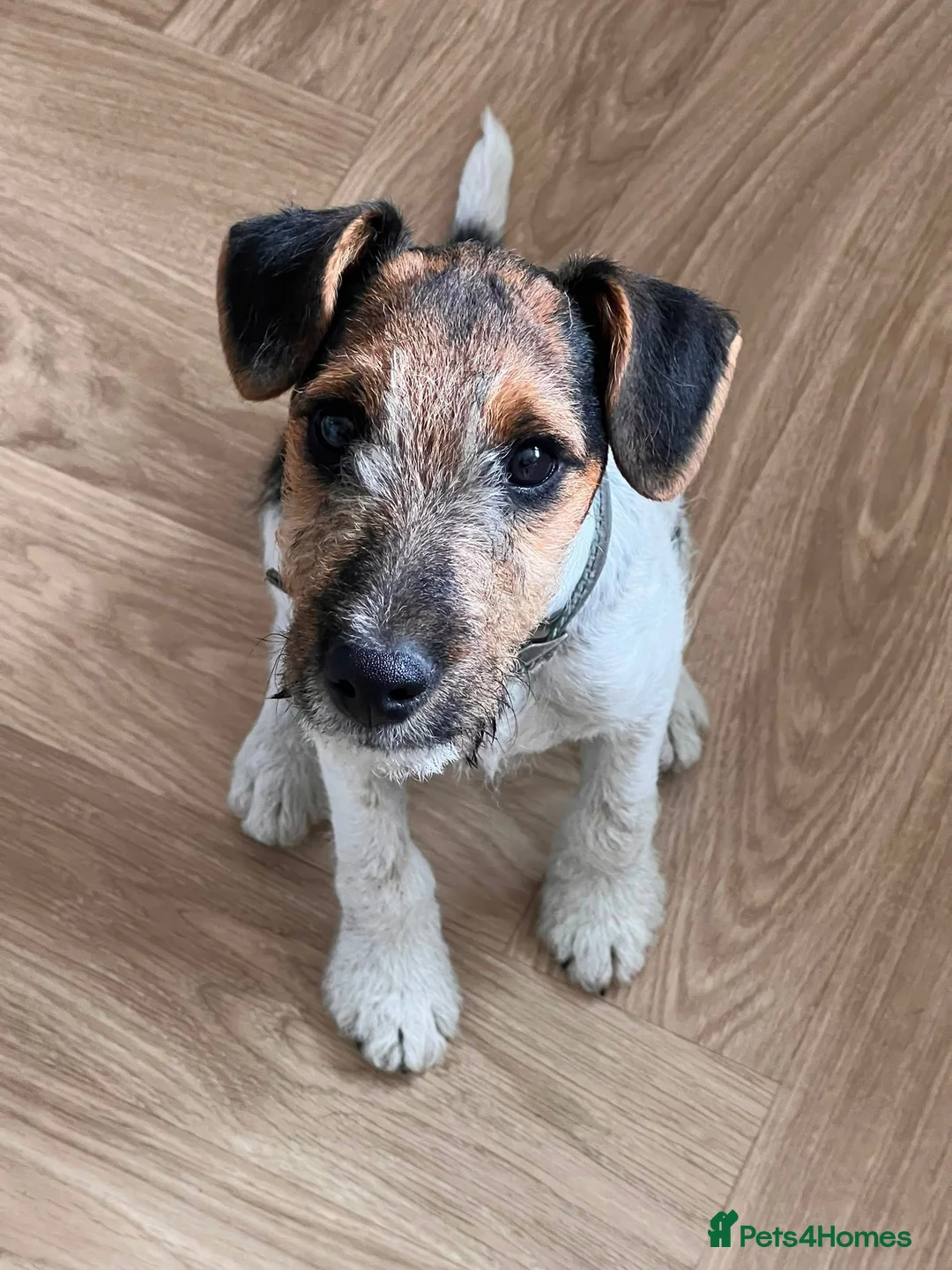 Mixed Breed dogs for sale: Patterdale x Fox Terrier’s Puppy  - Advert 2