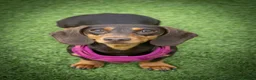 Miniature Dachshund dogs for sale: Miniature dachshund in Glasgow - Advert 9