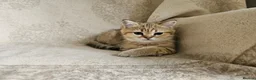 British Shorthair cats for sale: Stunning Golden British Shorthair Kittens  - Advert 3