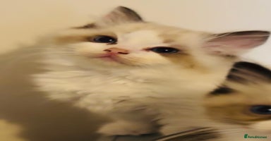 Ragdoll cats - Advert 12