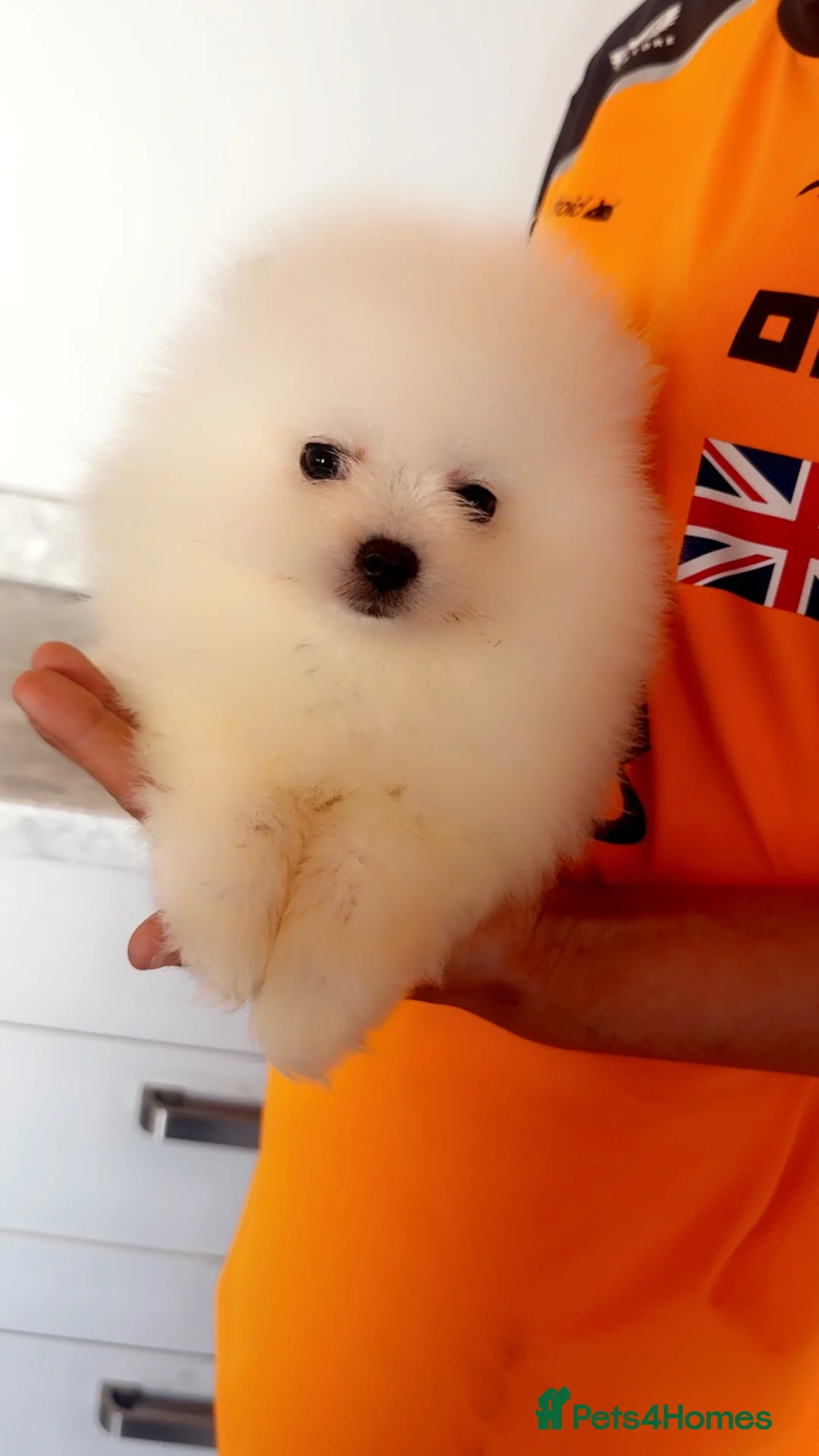 Pomeranian dogs for sale: Little Pomeranian puppies  - Advert 2