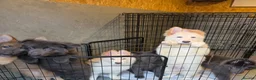 German Shepherd dogs for sale: 🐾✨ Adorable Rare German Shepherd Puppies! ✨🐾 - Advert 6