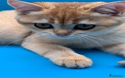 British Shorthair cats for sale: BSH GCCF Girl and Boy NY 12 GOLDEN BLACK SHEDDED  in Basildon - Image 16