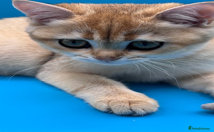 British Shorthair cats in Basildon - Advert 10