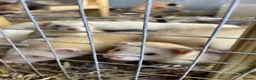 Ferret rodents for sale: Young Ferrets - Advert 3