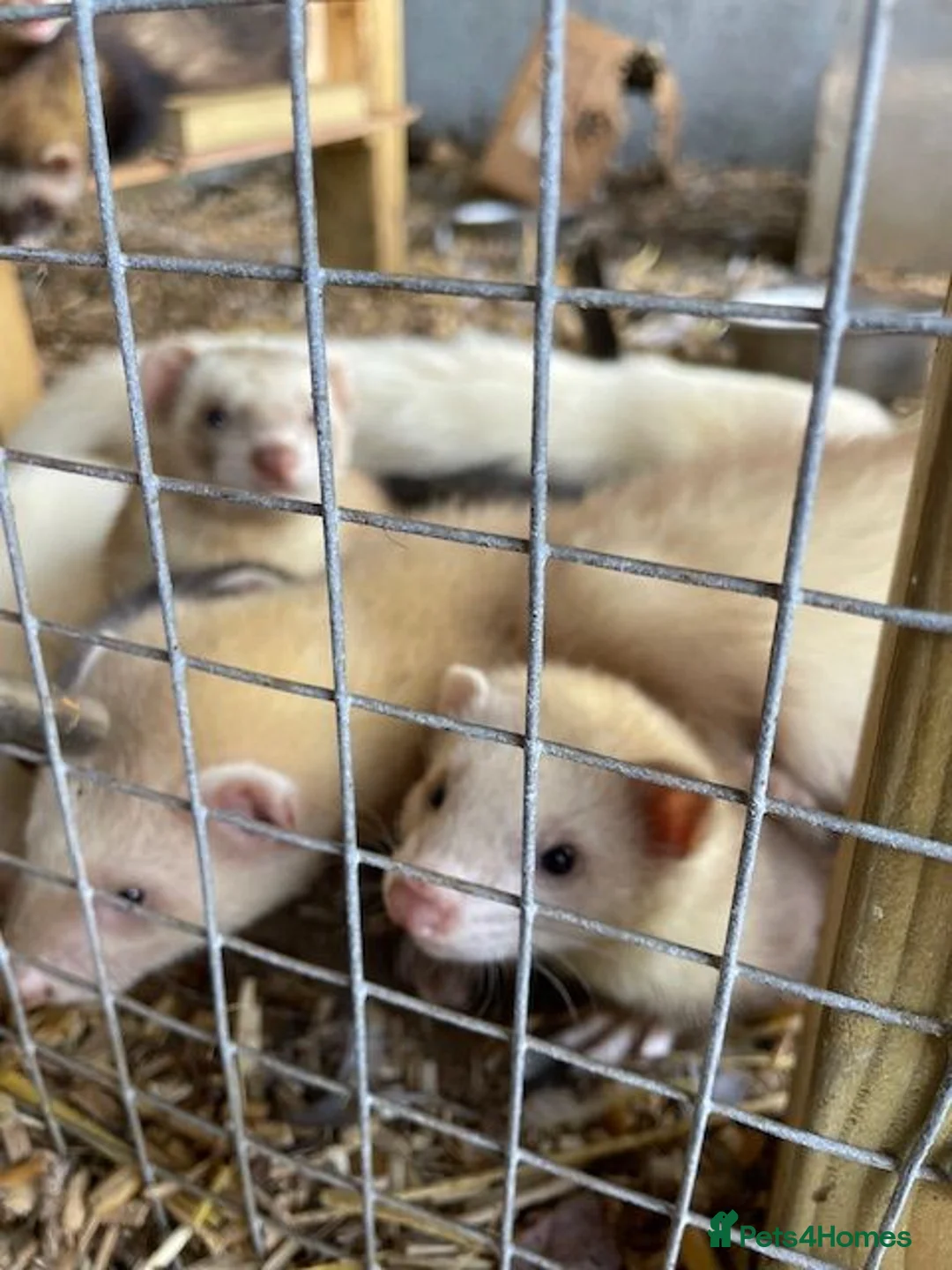 Ferret rodents for sale: Young Ferrets - Advert 3