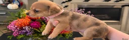 Chiweenie dogs for sale: Chiweenie pups - Advert 13