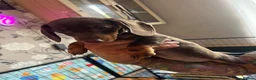 Dachshund dogs for sale: Dachshund puppies for sale  - Advert 30