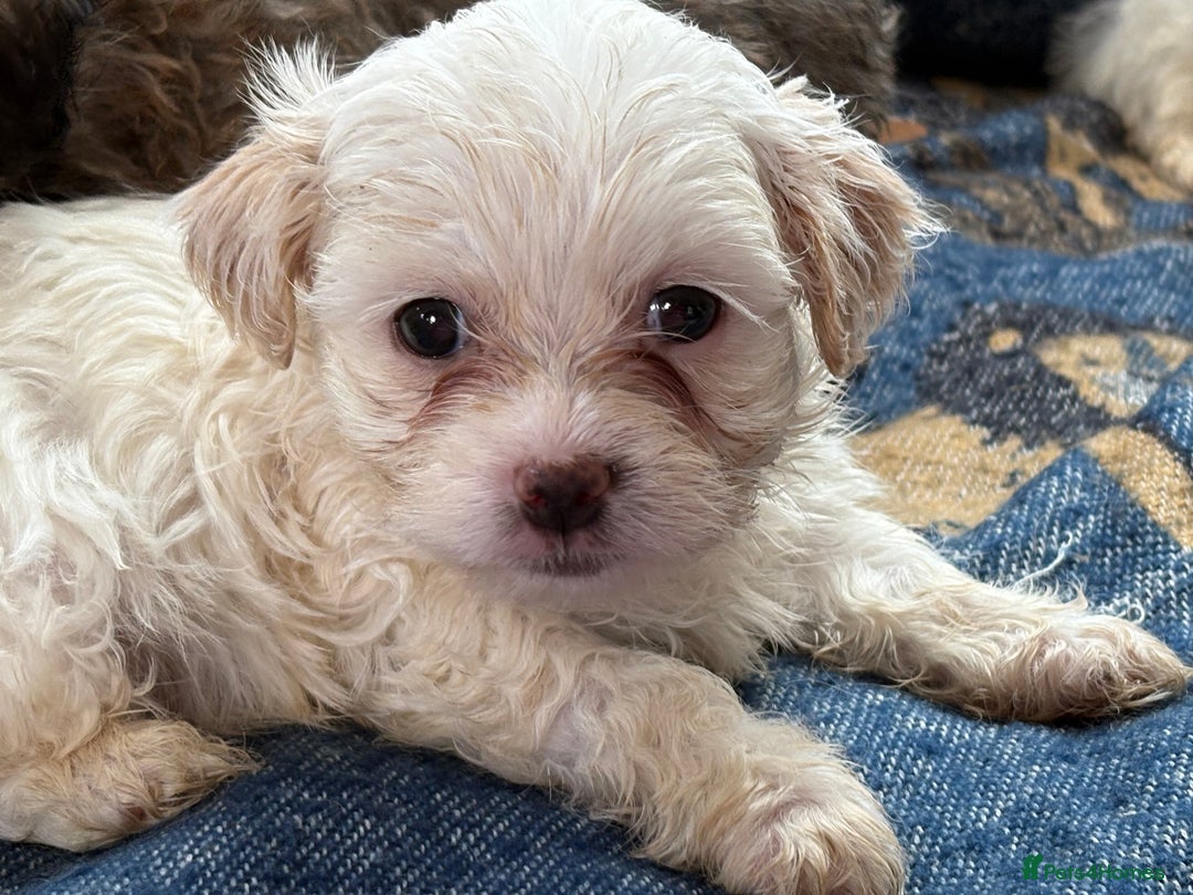 Mixed Breed dogs for sale: Hypoallergenic teddy puppies  in Lincoln - Image 4