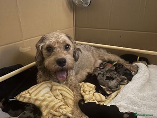 Mixed Breed dogs - Advert 7