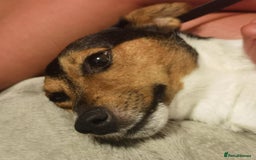 Jack Russell dogs for sale: Shiloh - Image 7