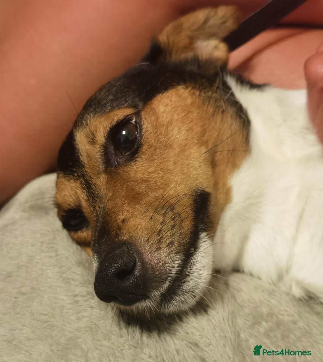 Jack Russell dogs for sale: Shiloh - Image 7