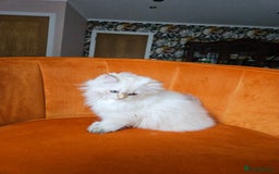 Scottish Fold cats for sale: Excellent Scottish straight girl ready to go in Erith - Image 18