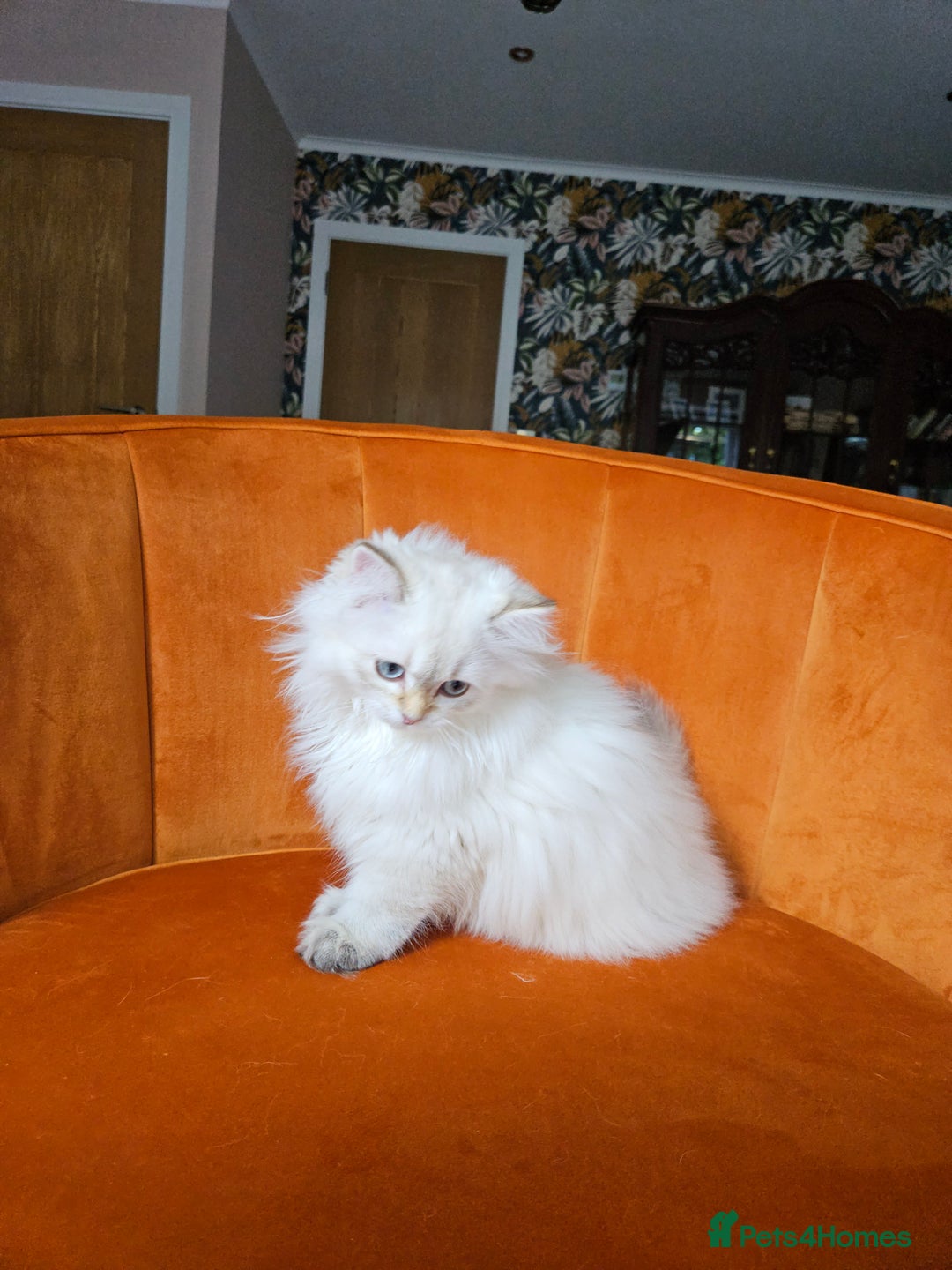 Scottish Fold cats for sale: Excellent Scottish straight girl ready to go in Erith - Image 18